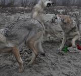 FILIPPO BERTA HOMO HOMINI LUPUS, 2011 VIDEO 3’